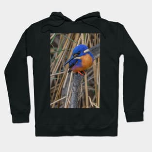 Azure kingfisher 06 Hoodie